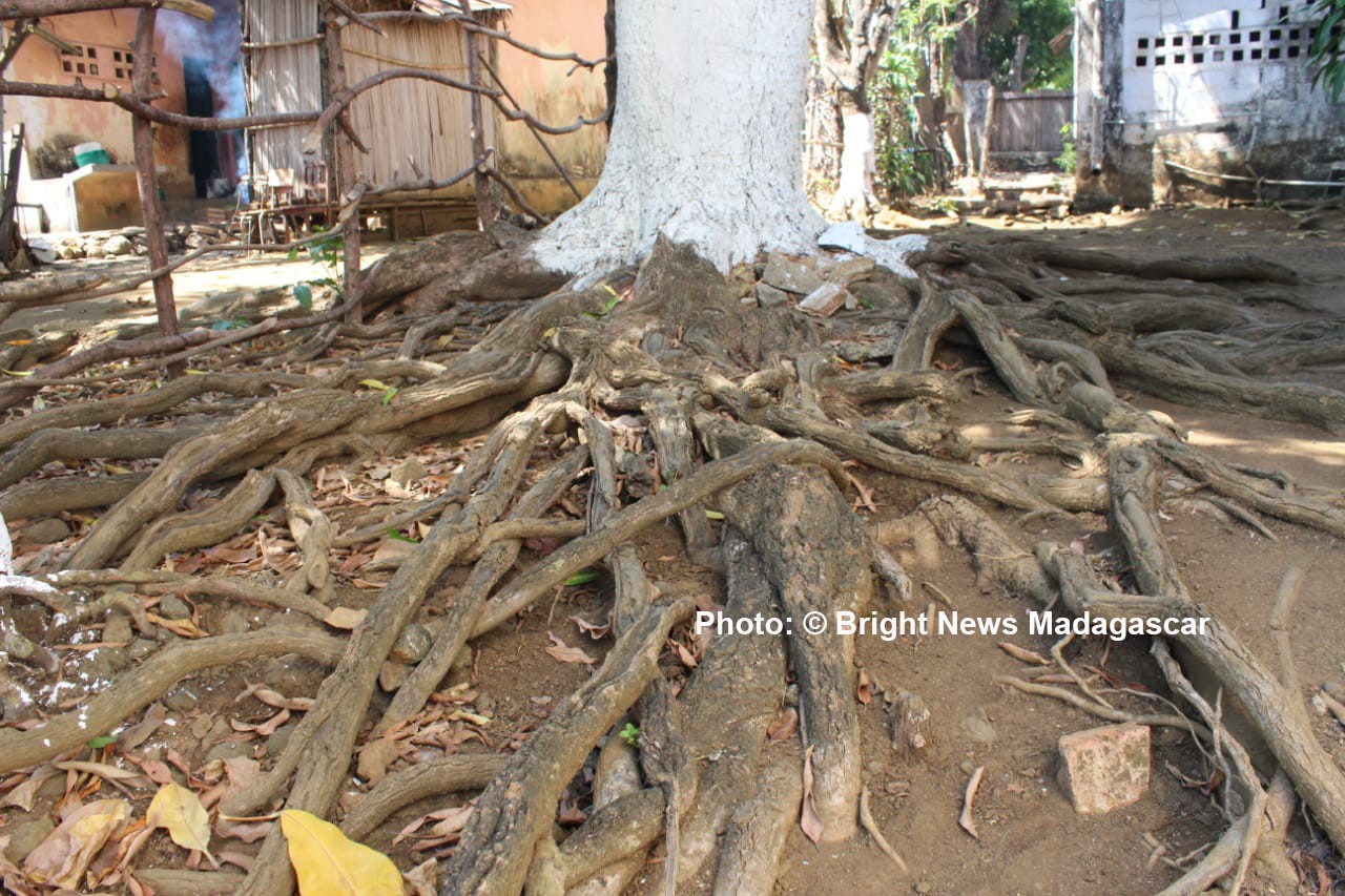 Des racines bien ancrées